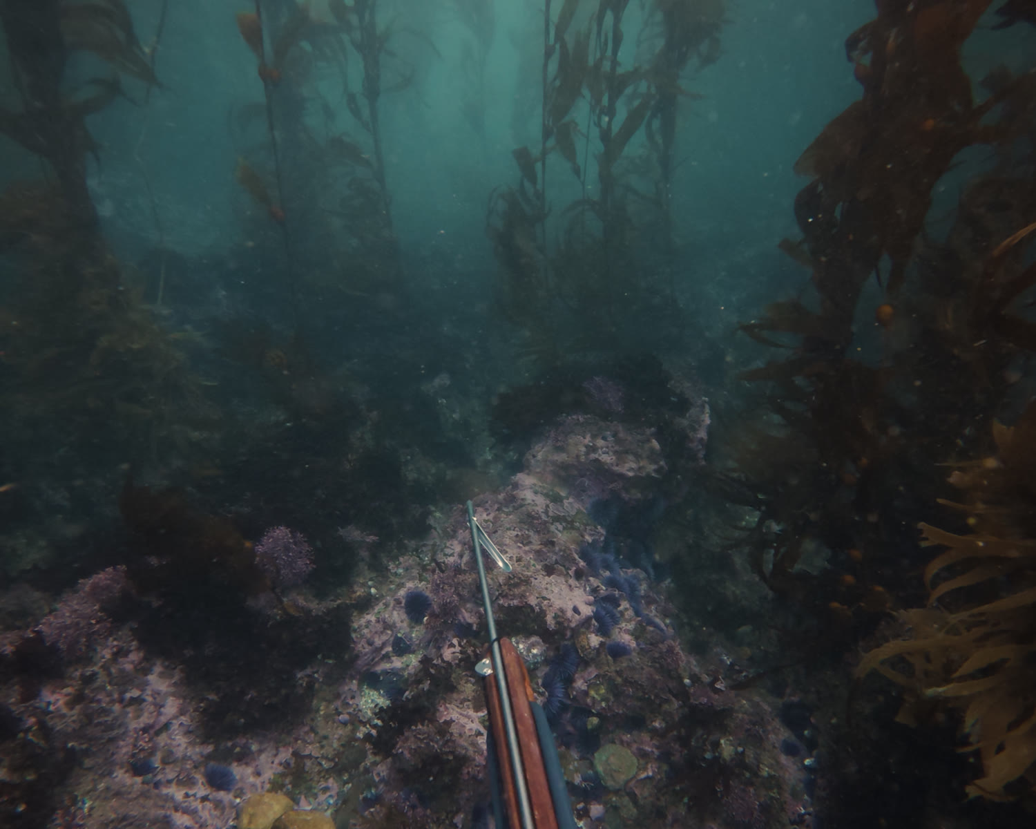 Speargun pointed down a channel in a Southern California kelp forest