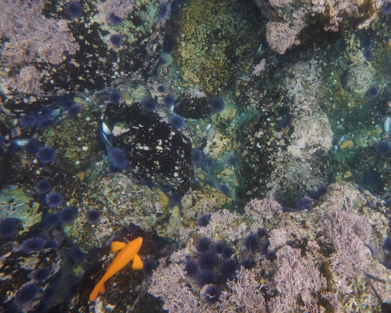 Reef floor carpeted in purple sea urchins, with an orange garibaldi passing over it