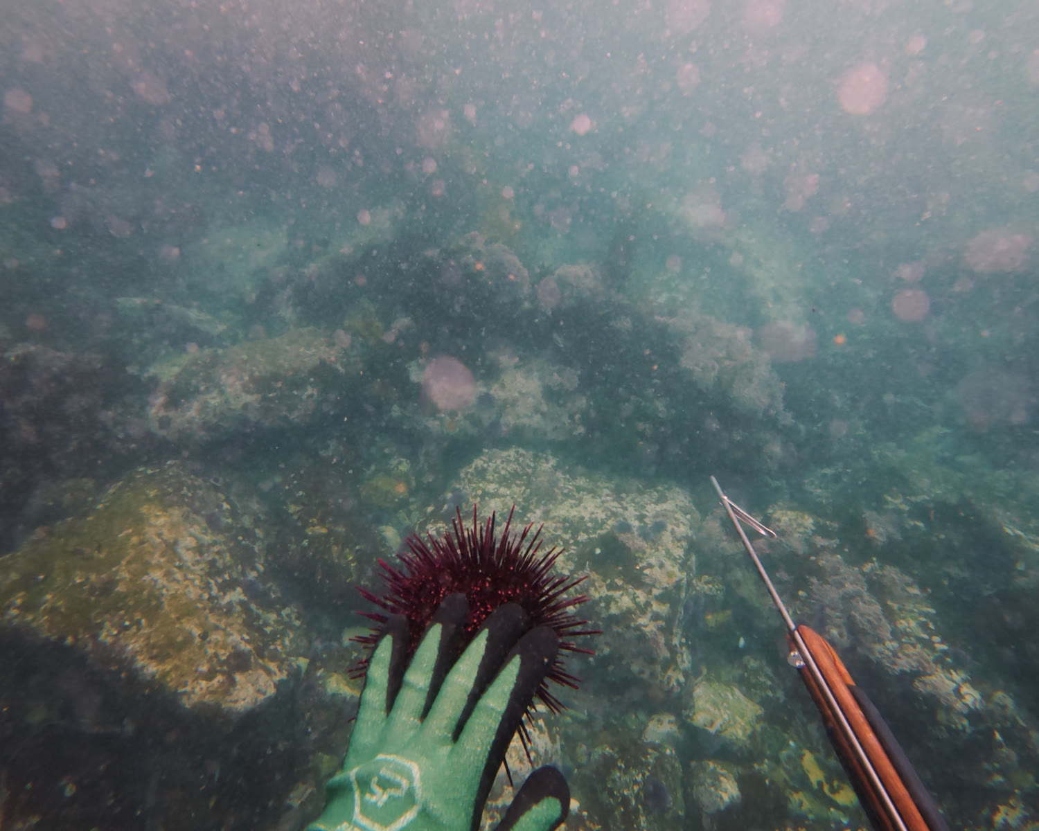 A red sea urchin held in a gloved hand underwater